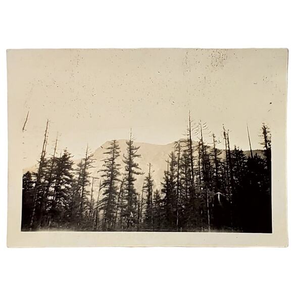 Vtg B&W Photo Found 1940 Alberta Canada Mountain Tree Tops Scenery Snapshot - Picture 1 of 4